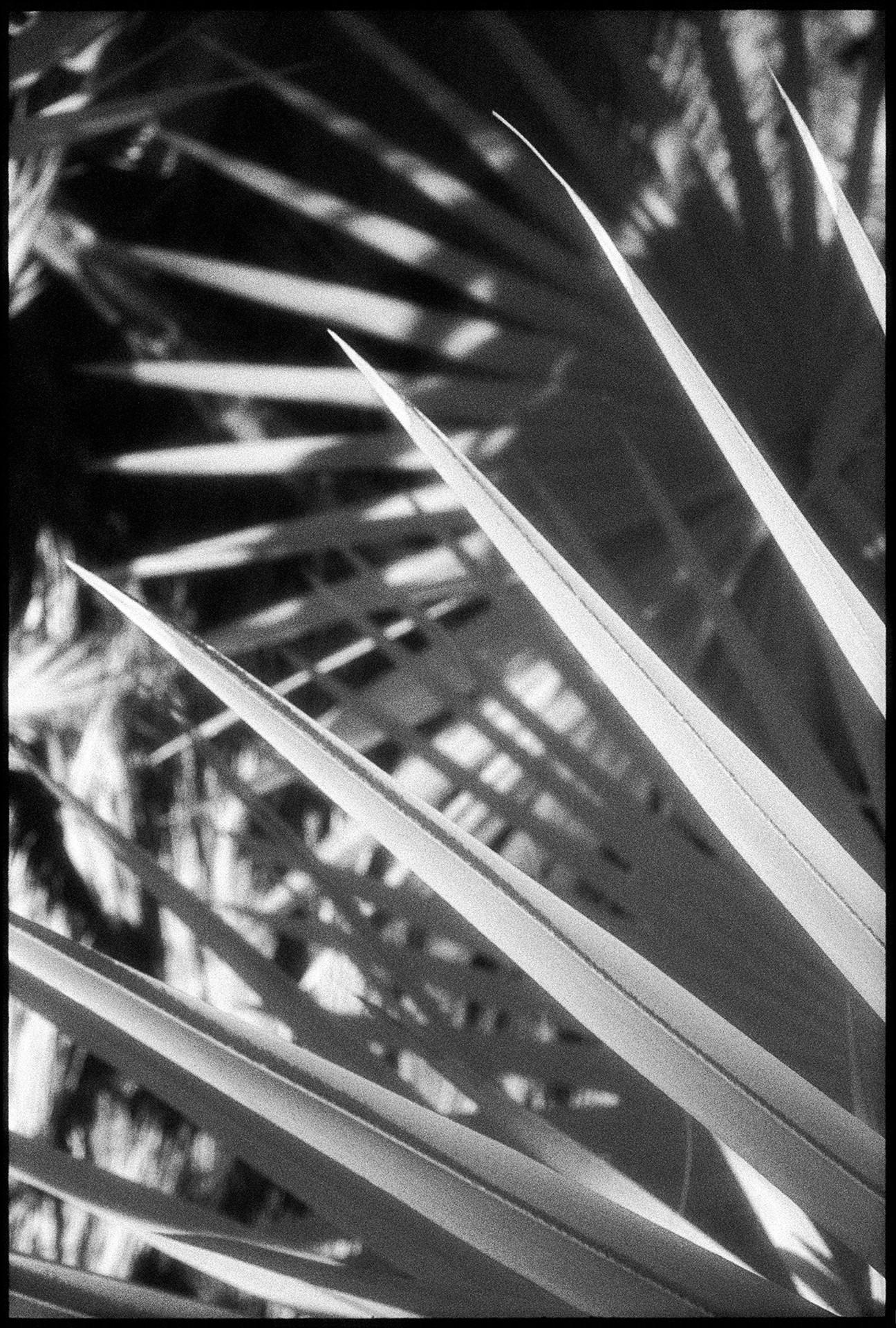 Edward Alfano Landscape Photograph - Huntington Gardens LXI, San Marino, CA - Contemporary Pigment Print (Black+White