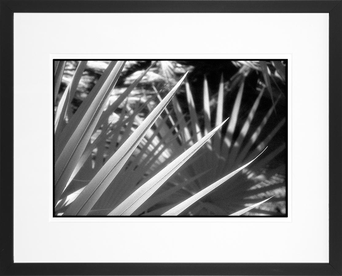 Huntington Gardens LXII, San Marino, CA - Contemporary Pigment Print - Photograph by Edward Alfano