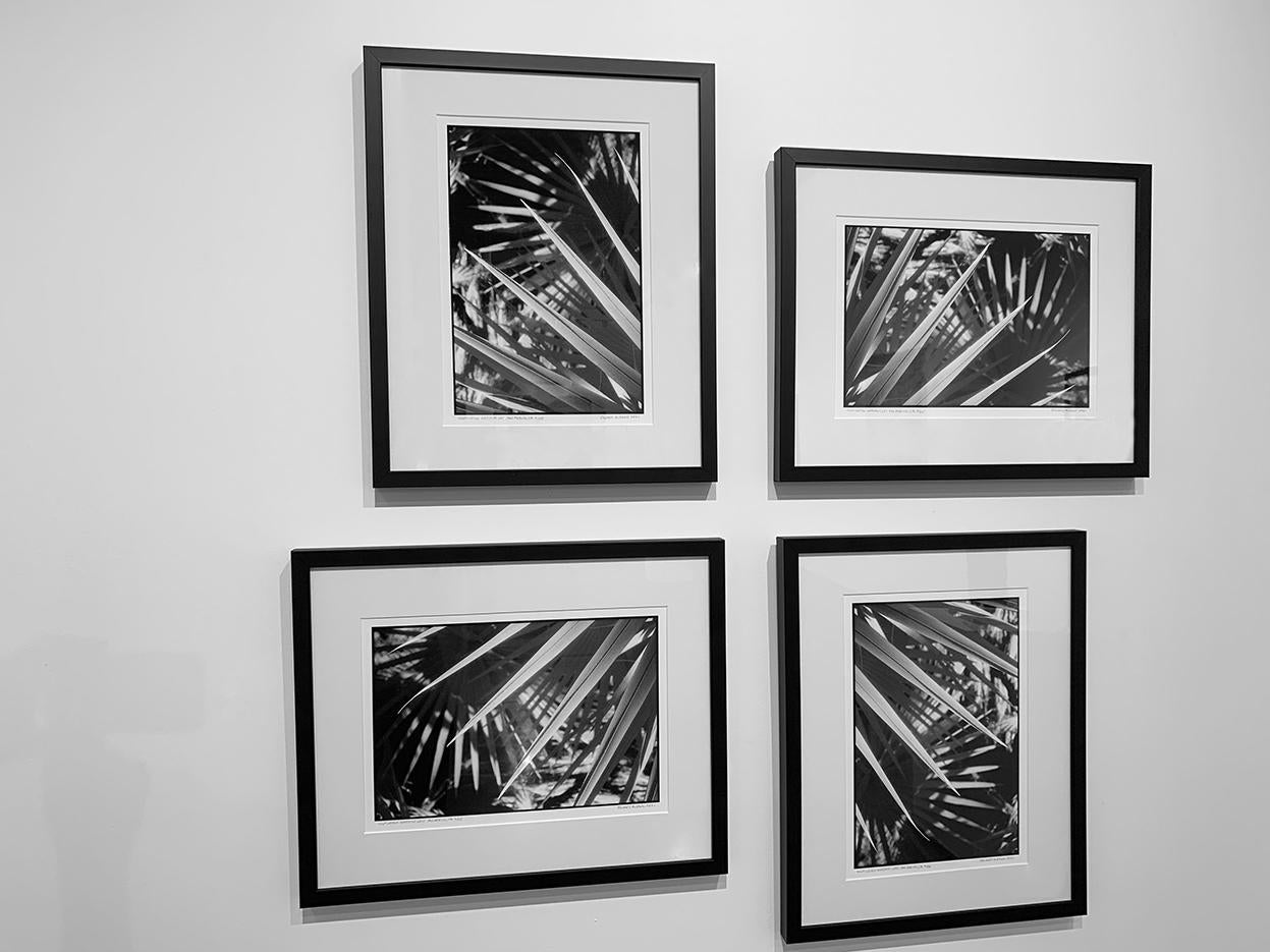 Huntington Gardens LXIII, San Marino, CA – Zeitgenössischer Pigmentdruck (Schwarz), Black and White Photograph, von Edward Alfano