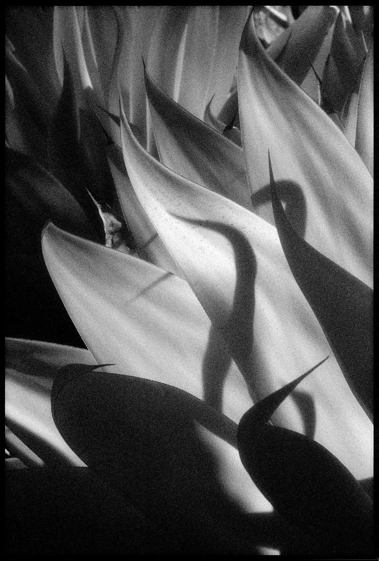 Huntington Gardens LXV, San Marino, CA - Impresión abstracta contemporánea