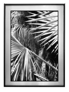 Huntington Gardens LXVI & LXVII, San Marino, CA - Contemporary Pigment Print