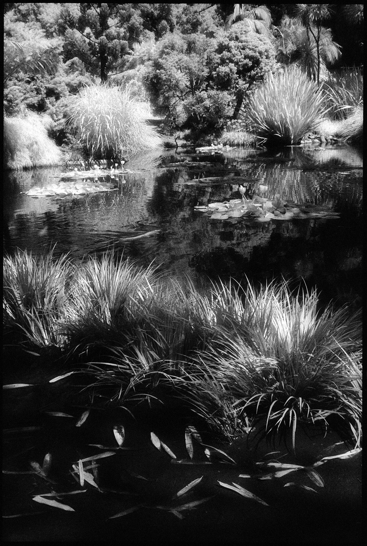 Huntington Gardens XII - Photographie de paysage contemporain d'un étang et de plantes  - Noir Black and White Photograph par Edward Alfano