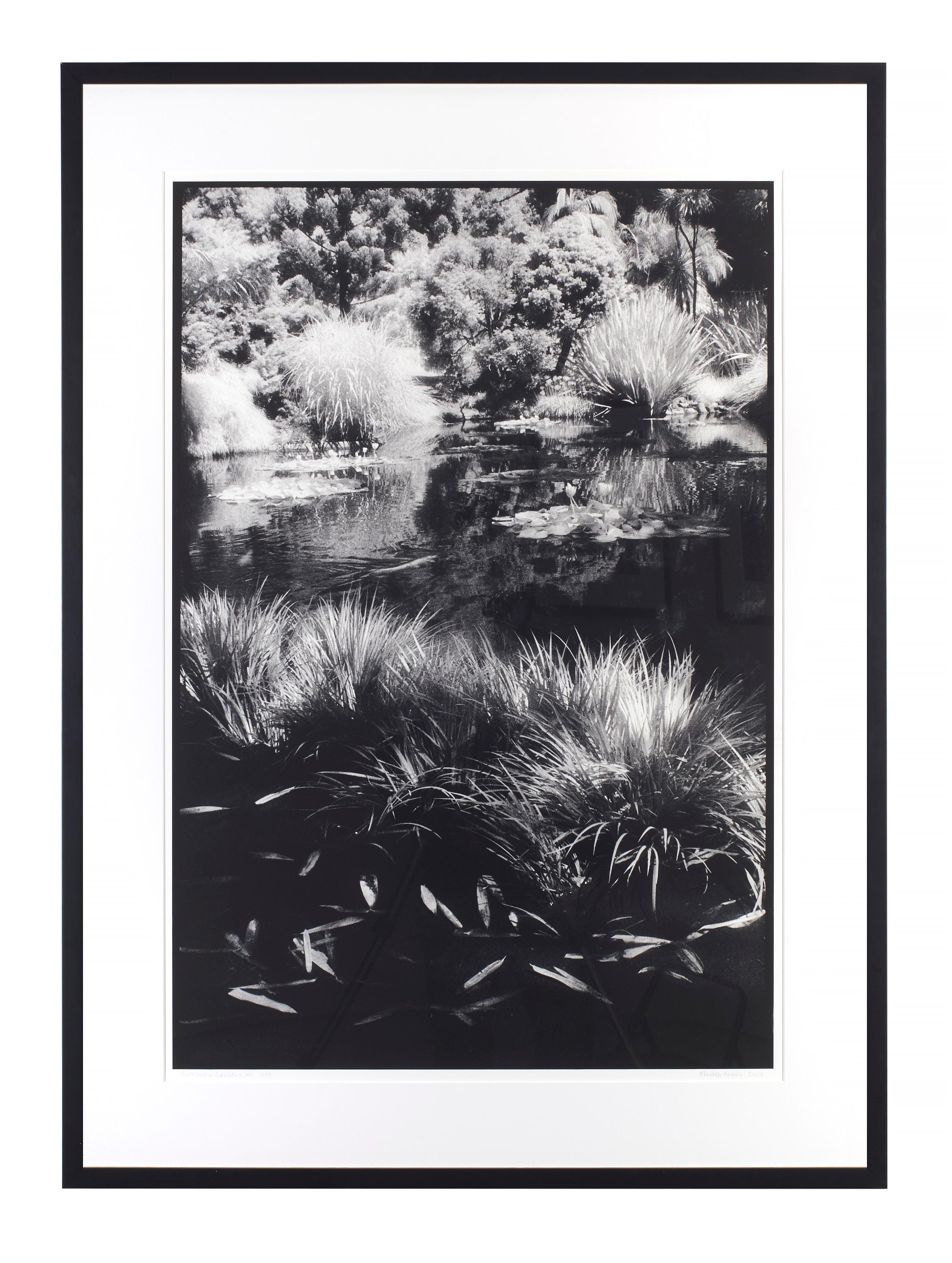 Edward Alfano Black and White Photograph - Huntington Gardens XII - Contemporary Landscape Photography of Pond & Plants 