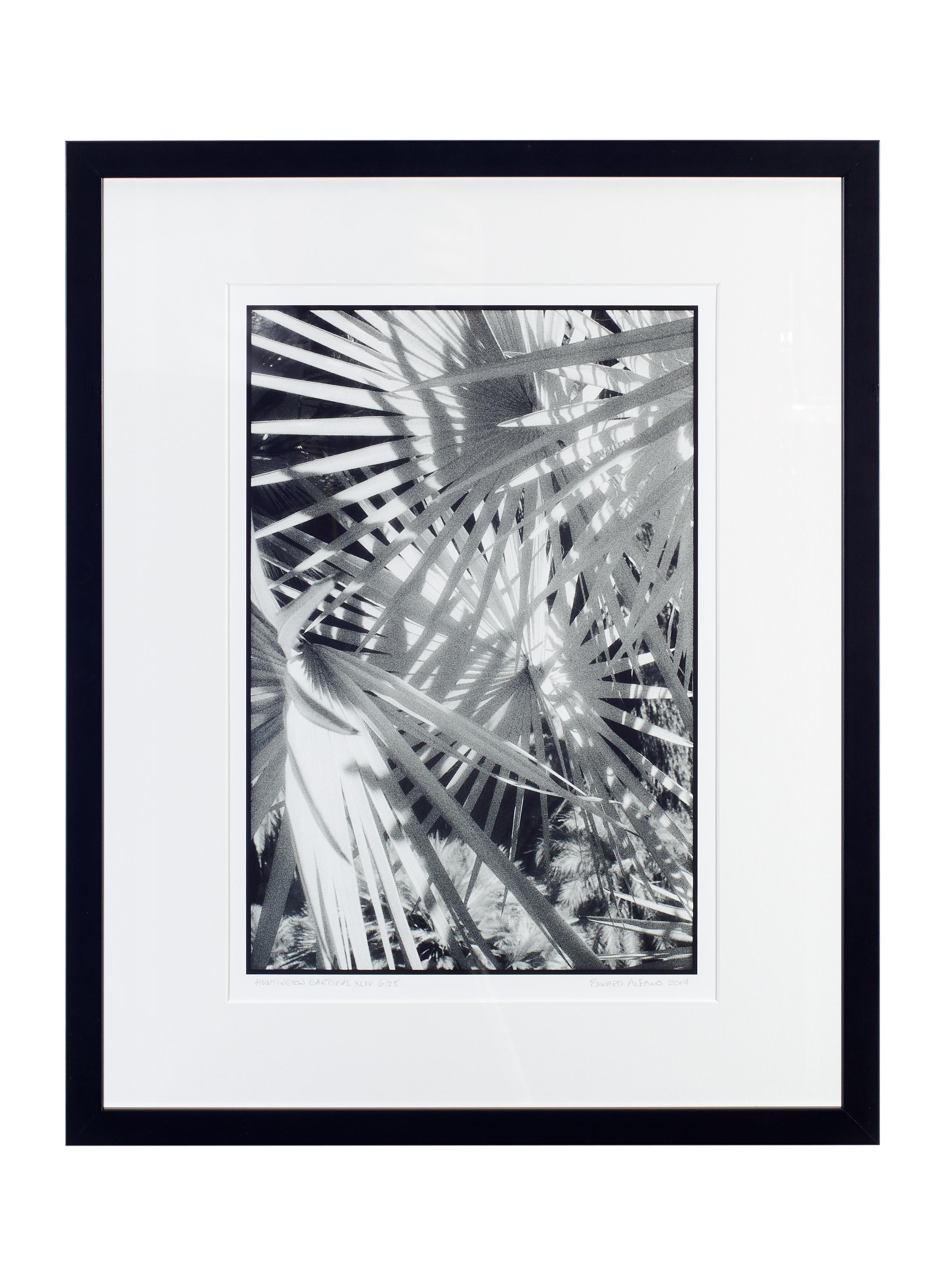 Huntington Gardens XLIV - Photographie en noir et blanc de palmiers et de plantes - Gris Black and White Photograph par Edward Alfano