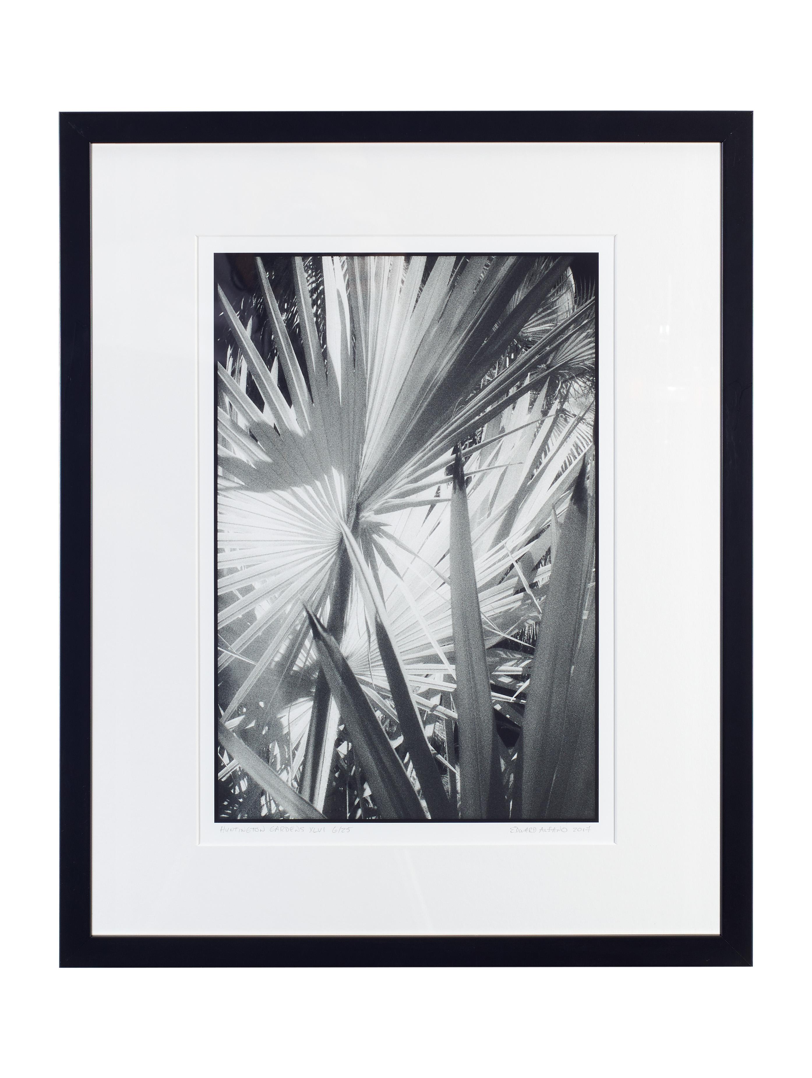 Huntington Gardens XLVI - Black and White Photography of Palms and Plants For Sale 2