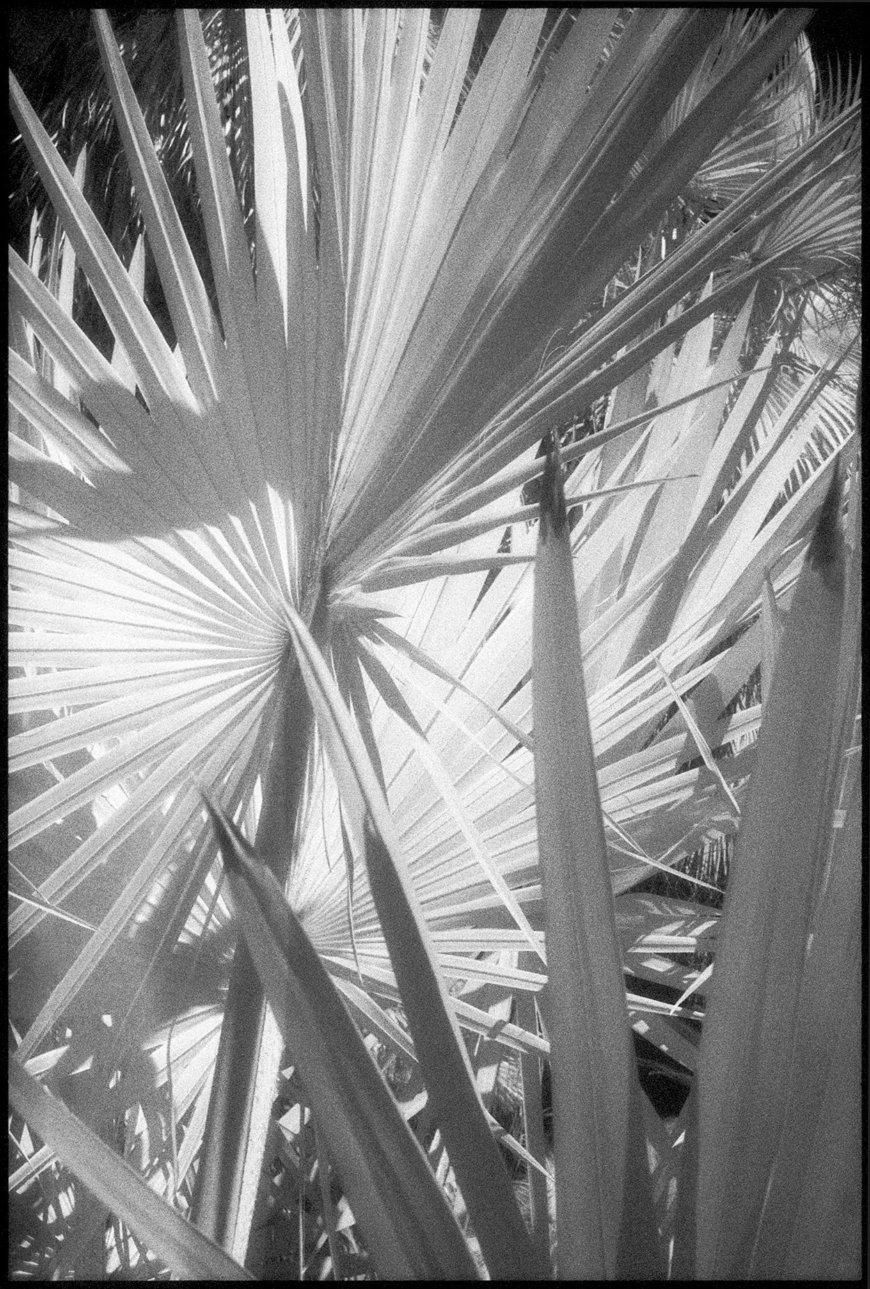 Black and White Photograph Edward Alfano - Huntington Gardens XLVI - Photographie en noir et blanc de palmiers et de plantes
