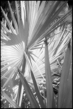 Huntington Gardens XLVI - Black and White Photography of Palms and Plants
