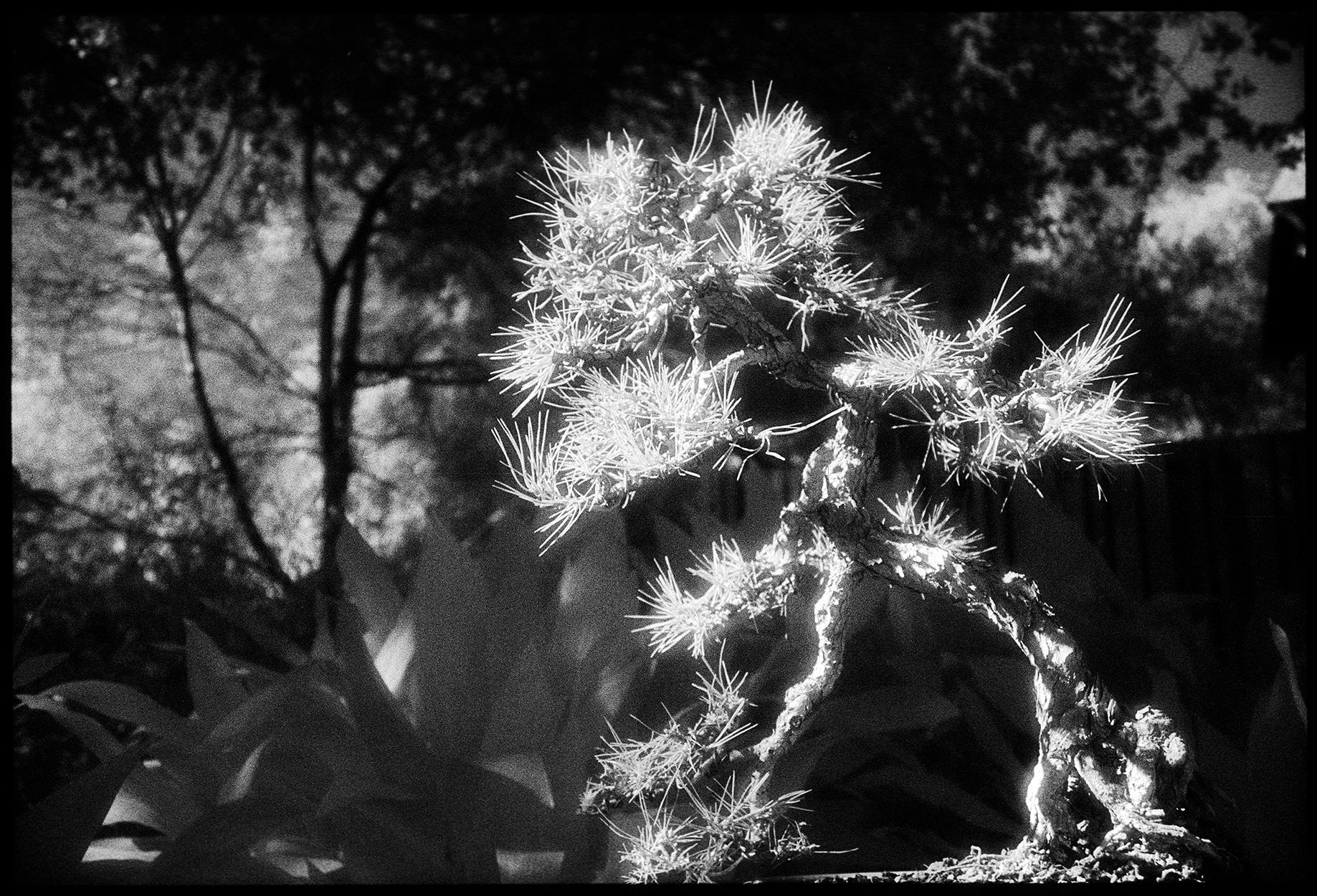 Edward Alfano Black and White Photograph - Huntington Gardens XXXVI - Black & White Landscape Photography of Catus / Plants