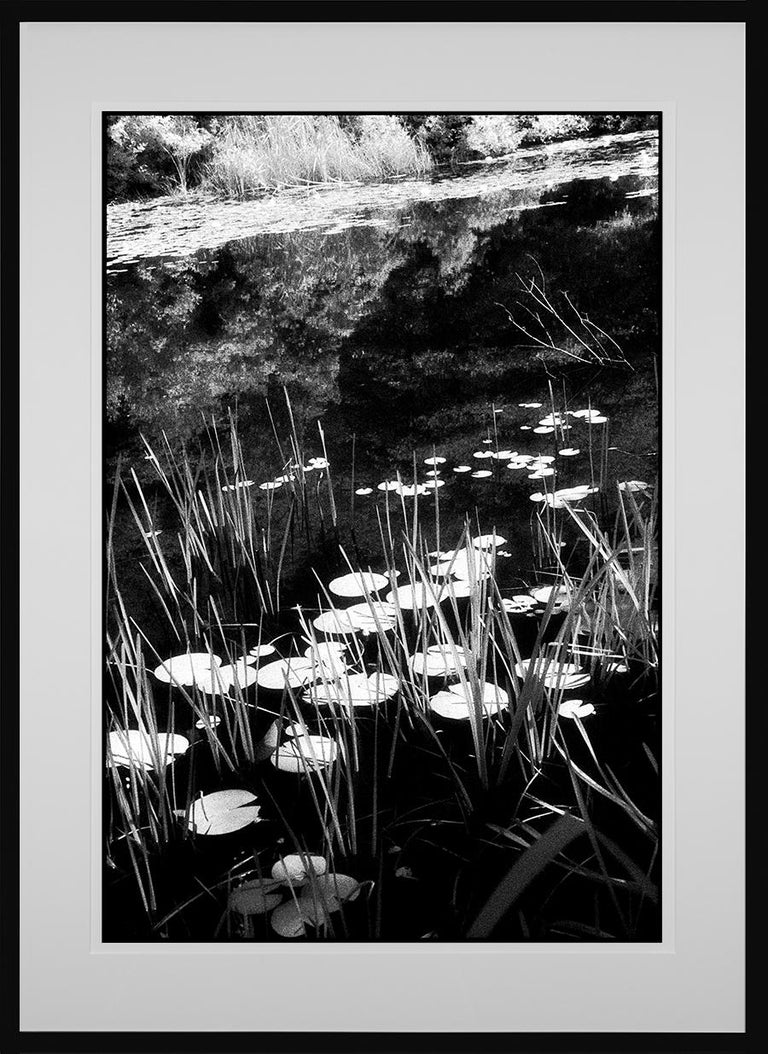 Edward Alfano LG Estate IV, Chilmark, MA Contemporary Pigment