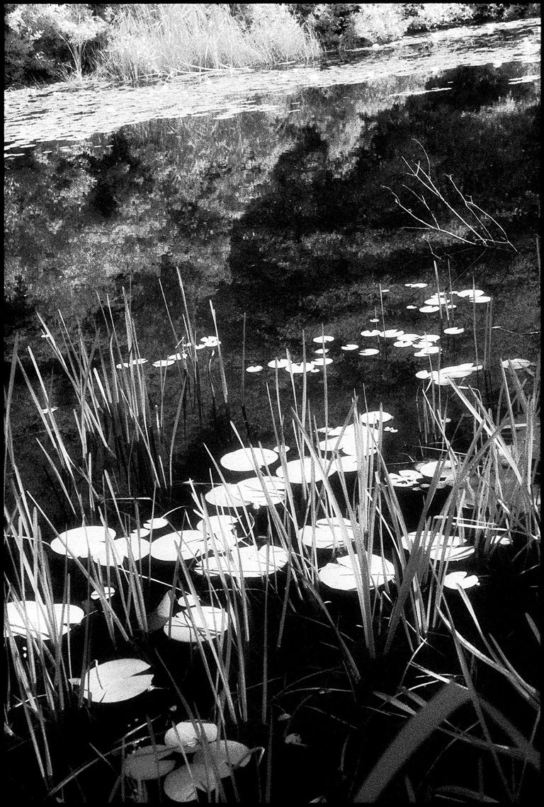 Edward Alfano LG Estate IV, Chilmark, MA Contemporary Pigment