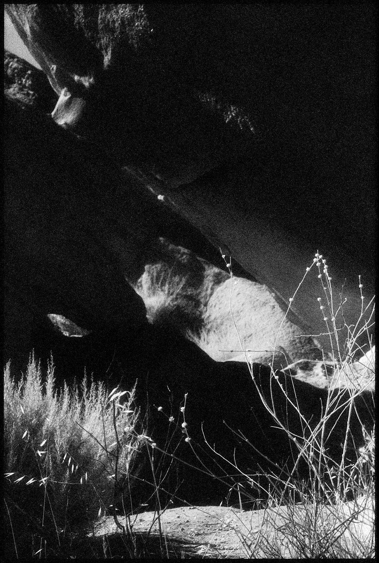 Vasquez Rocks IV, Agua Dulce, CA - Zeitgenössischer Pigmentdruck (Schwarz-Weiß) – Photograph von Edward Alfano