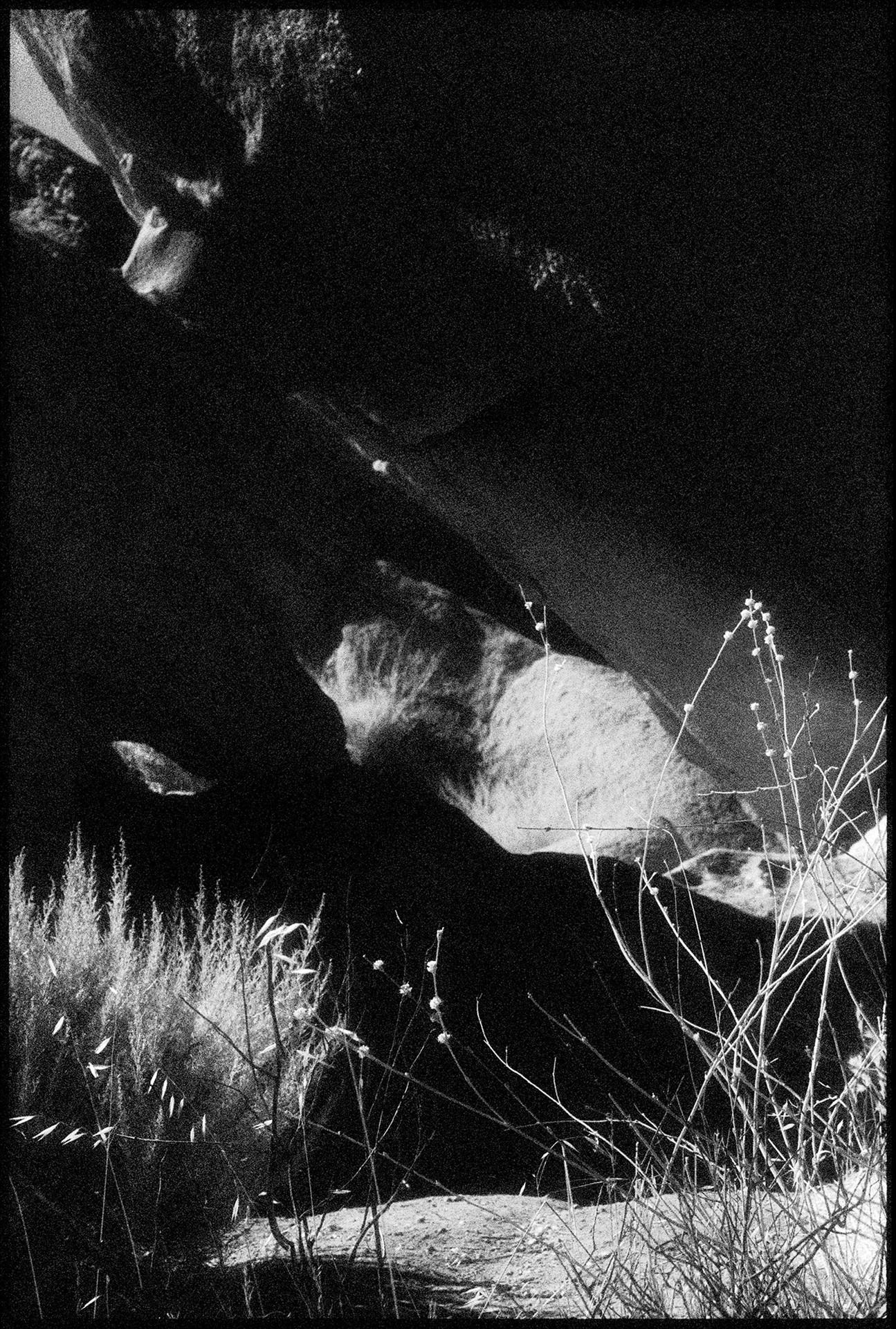 Vasquez Rocks IV, Agua Dulce, CA - Contemporary Pigment Print (Black+White) - Photograph by Edward Alfano