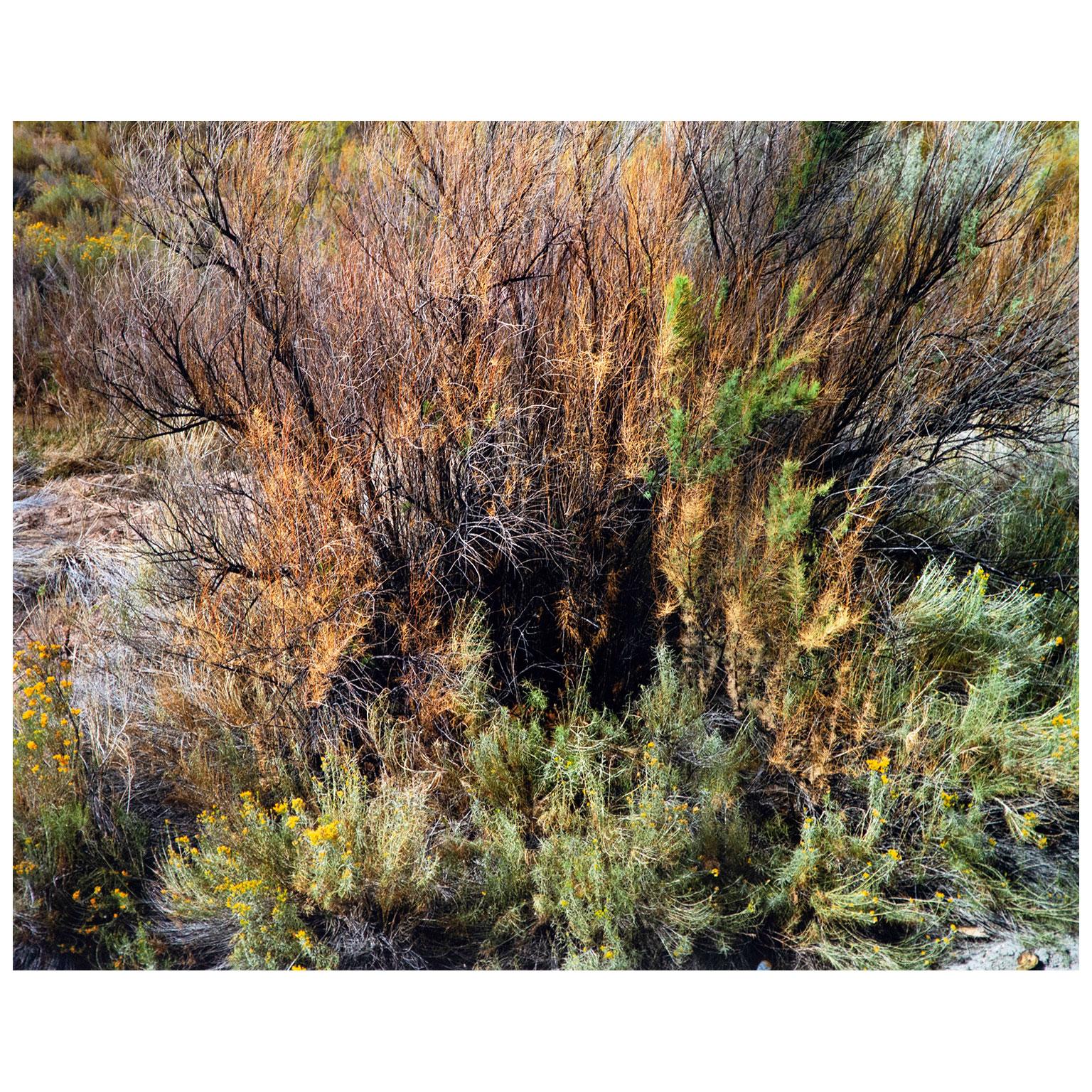 Edward Burtynsky Landscape Photograph - Landscape Study #7, Utah, USA