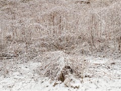 Natural Order #1, Grey County, Ontario, Canada, Spring – Burtynsky, Landscape
