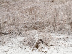 Natürliche Ordnung #1, Grey County, Ontario, Kanada, Frühling - Burtynsky, Landschaft