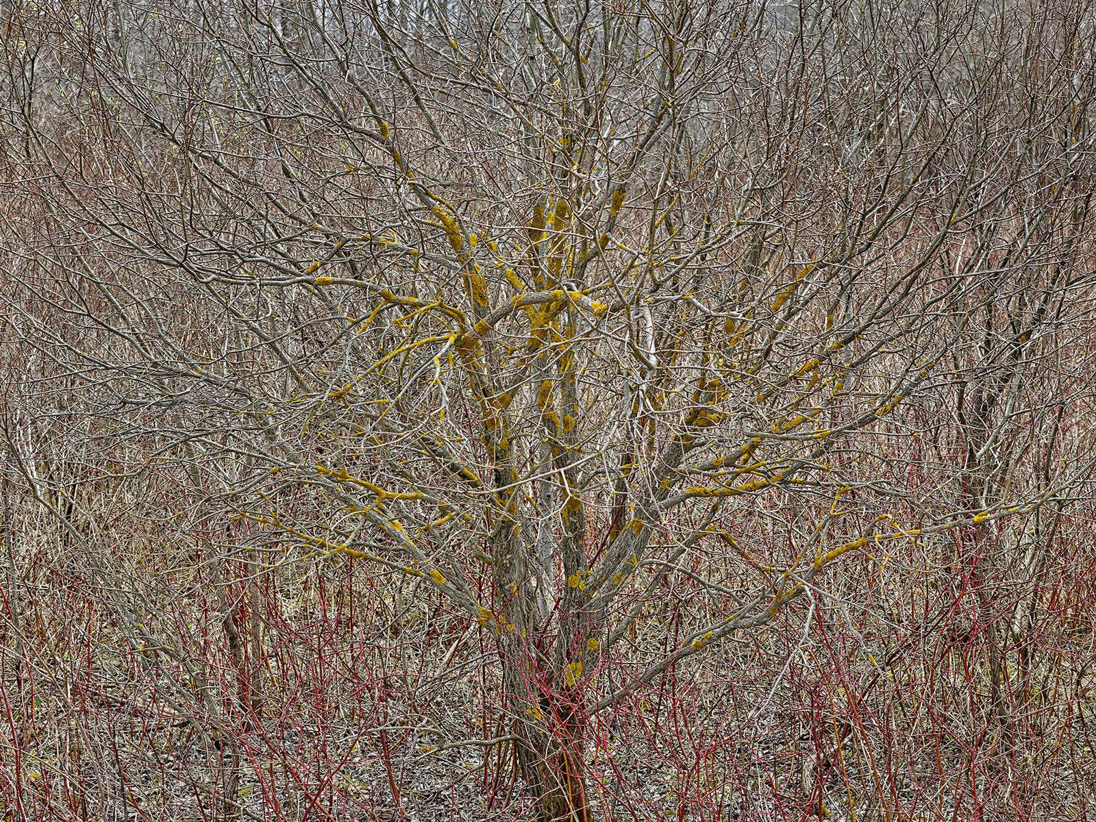 Edward Burtynsky Color Photograph - Natural Order #12, Grey County, Ontario, Canada, Spring – Burtynsky, Landscape