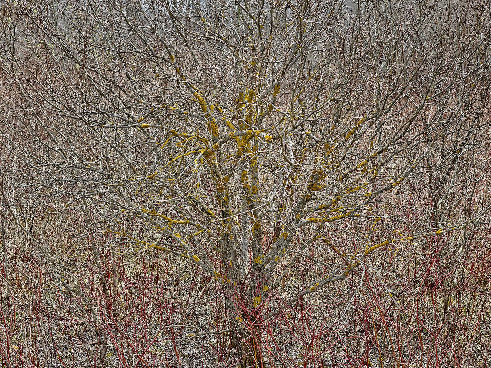 Color Photograph Edward Burtynsky - Ordre naturel #12, Comté de Grey, Ontario, Canada, Printemps - Burtynsky, Paysage
