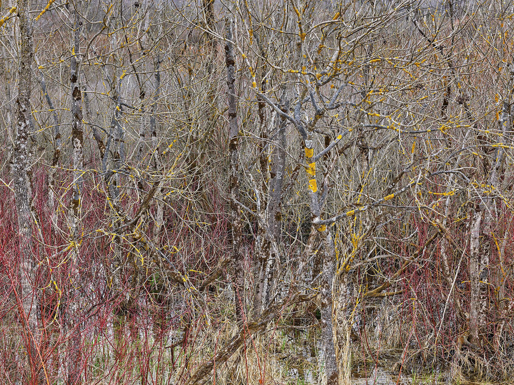 Edward Burtynsky Color Photograph - Natural Order #13, Grey County, Ontario, Canada, Spring – Burtynsky, Landscape