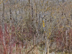 Ordre naturel n°13, Comté de Grey, Ontario, Canada, Printemps - Burtynsky, Paysage