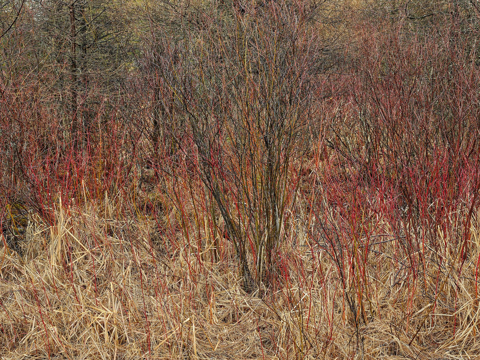 Edward Burtynsky Color Photograph - Natural Order #14, Grey County, Ontario, Canada, Spring – Burtynsky, Landscape