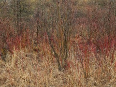 Natural Order #14, Grey County, Ontario, Canada, Spring – Burtynsky, Landscape