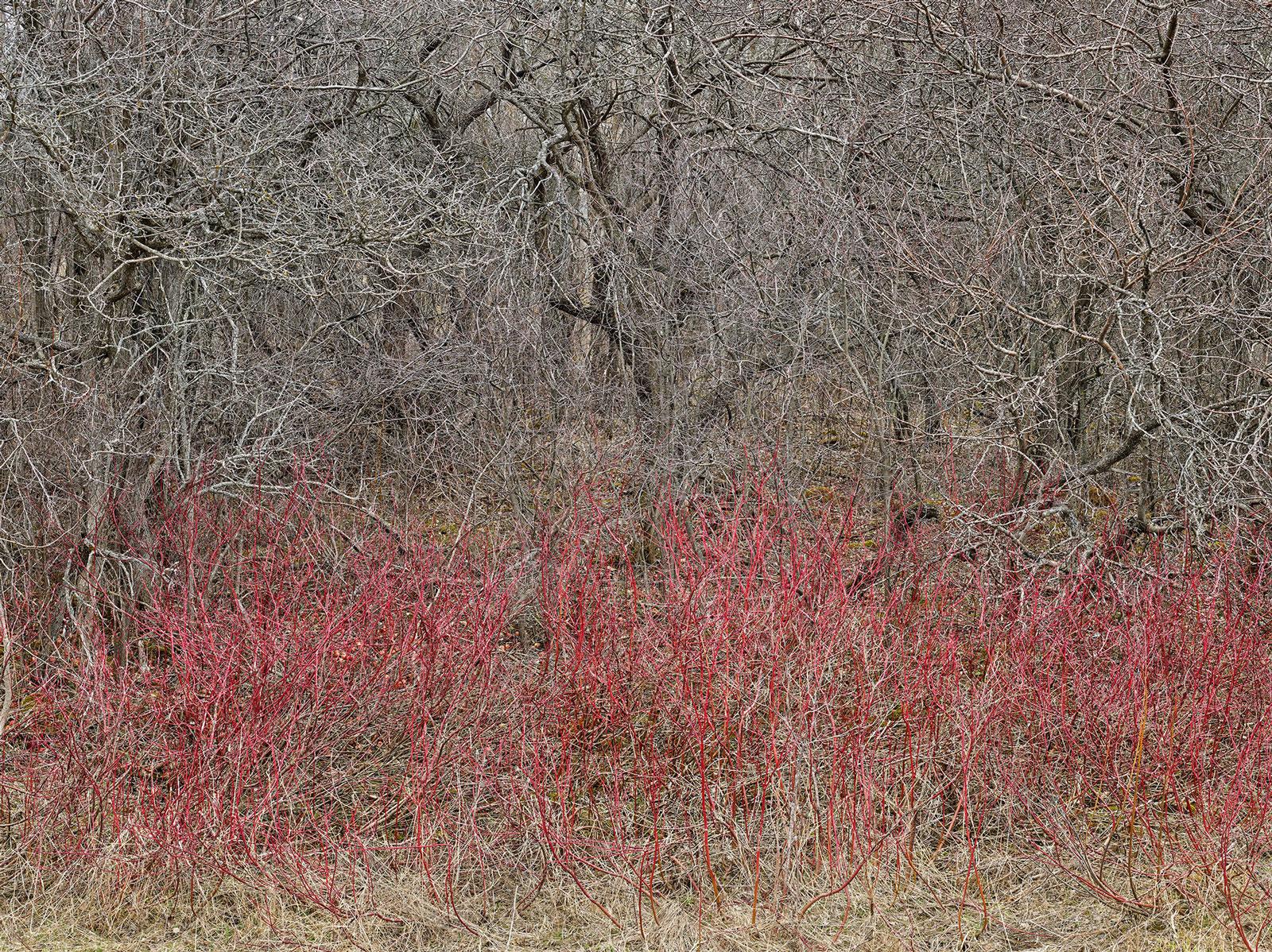 Edward Burtynsky Color Photograph - Natural Order #18, Grey County, Ontario, Canada, Spring – Burtynsky, Landscape