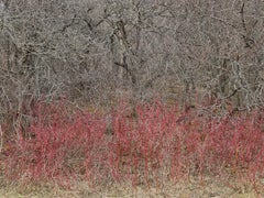 Natural Order #18, Grey County, Ontario, Canada, Spring – Burtynsky, Landscape