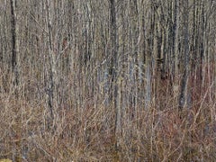 Natural Order #19, Grey County, Ontario, Canada, Spring – Burtynsky, Landscape
