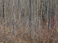 Ordre naturel n°19, Comté de Grey, Ontario, Canada, Printemps - Burtynsky, Paysage