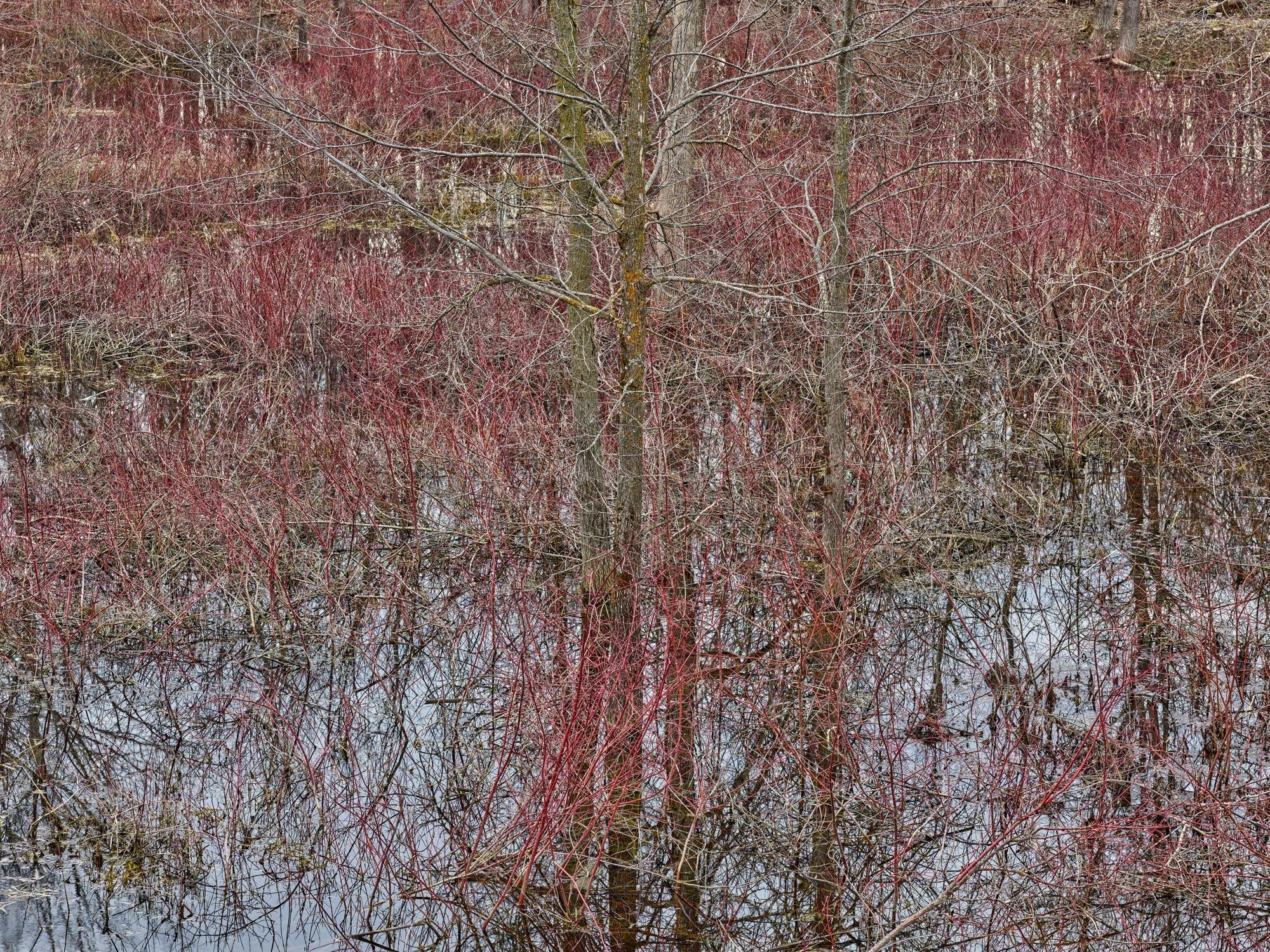 Edward Burtynsky Color Photograph - Natural Order #20, Grey County, Ontario, Canada, Spring – Burtynsky, Landscape