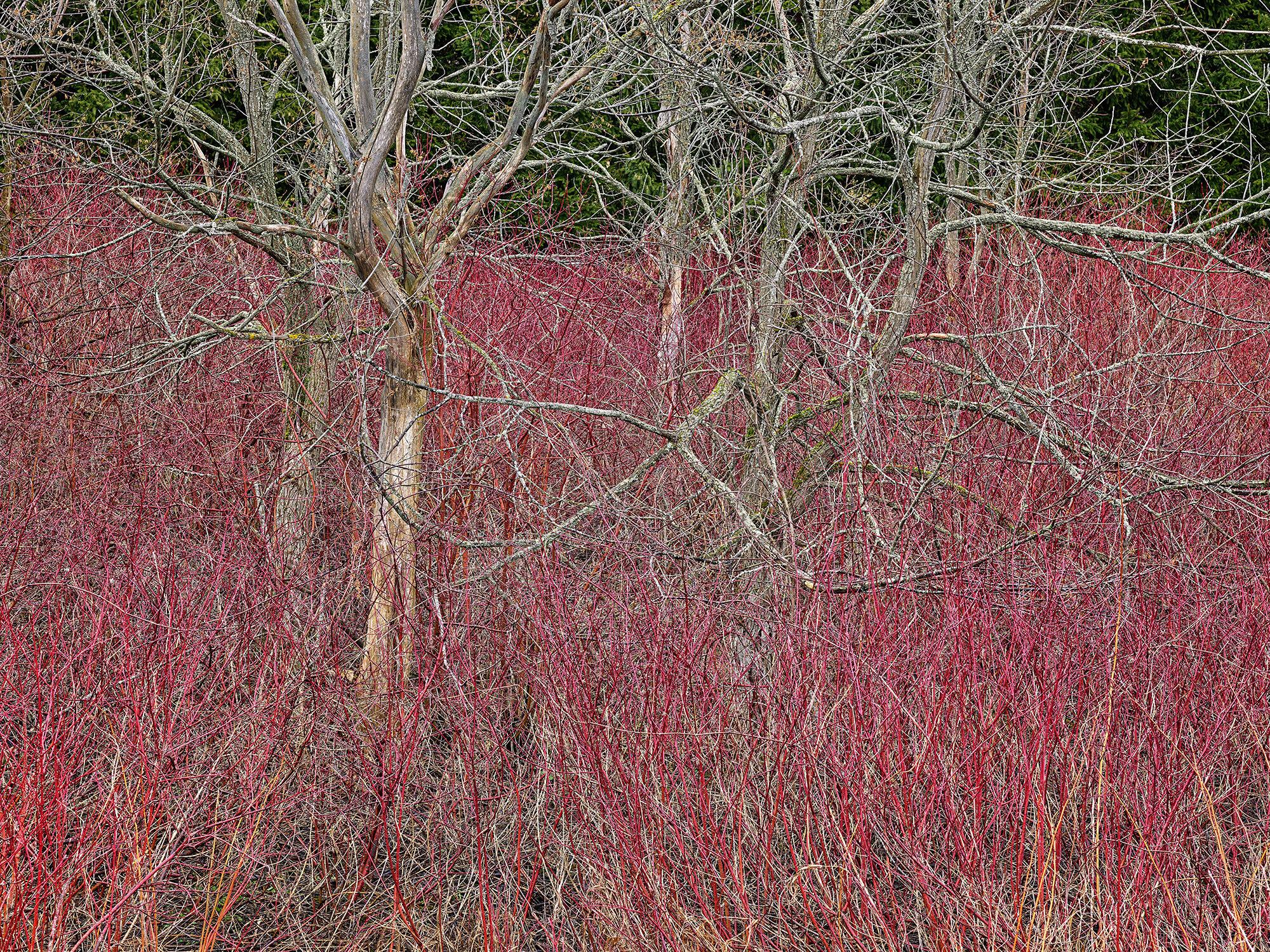 Edward Burtynsky Color Photograph - Natural Order #22, Grey County, Ontario, Canada, Spring – Burtynsky, Landscape