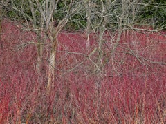 Natural Order #22, Grey County, Ontario, Canada, Spring – Burtynsky, Landscape