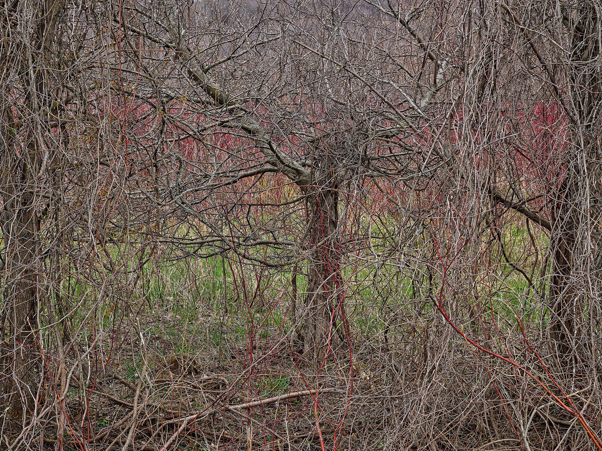 Edward Burtynsky Color Photograph - Natural Order #28, Grey County, Ontario, Canada, Spring – Burtynsky, Landscape
