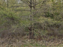 Natural Order #30, Grey County, Ontario, Canada, Printemps - Burtynsky, Paysage