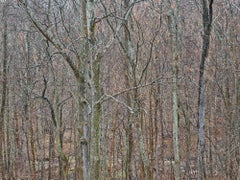 Natural Order #5, Grey County, Ontario, Canada, Spring – Burtynsky, Landscape