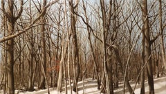 TREES, SNOW, SHADOWS - Realism / Winter Landscape / Nature Scene