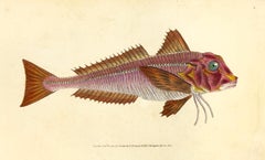 04: Trigla lineata, Streaked Gurnard