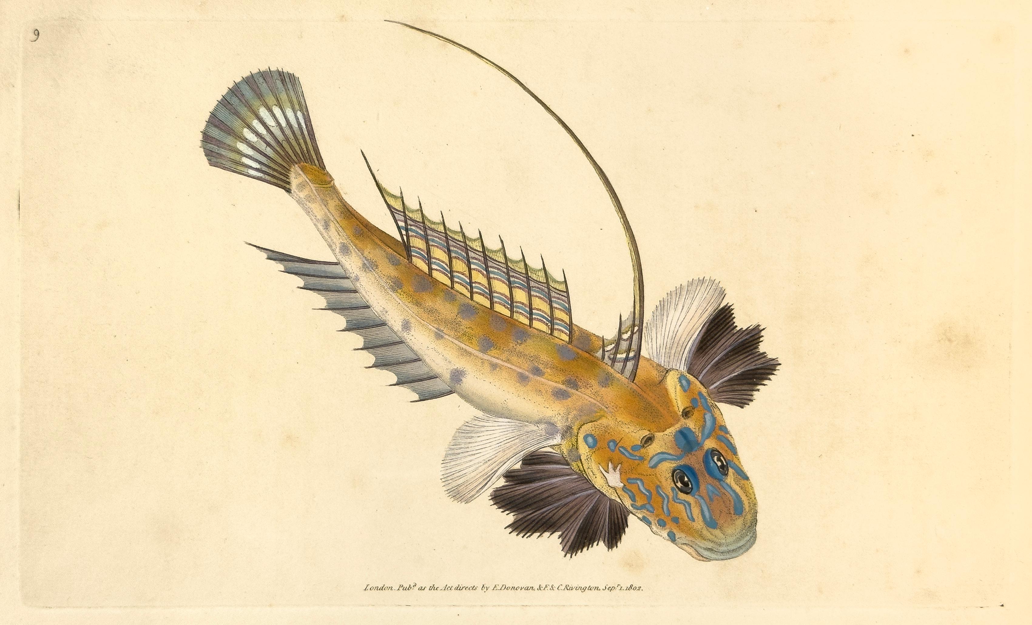 Animal Print Edward Donovan - 09 : lyra Callionymus, Dragonet