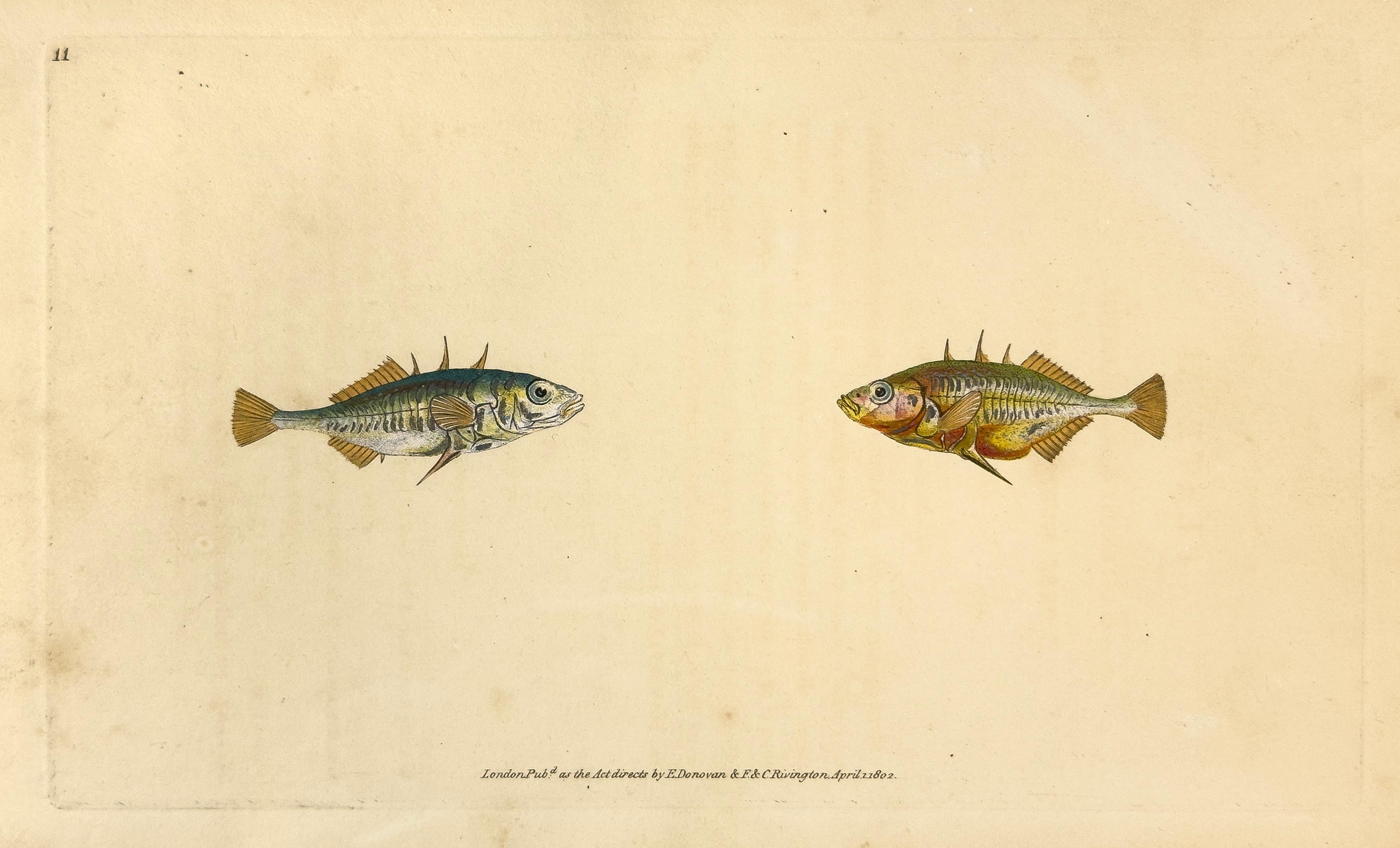 Animal Print Edward Donovan - 11 : Gasterosteus aculeatus, dossier à trois tiges tourné