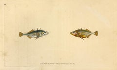 11: Gasterosteus aculeatus, Dreireihiger, drehbarer Stickleback