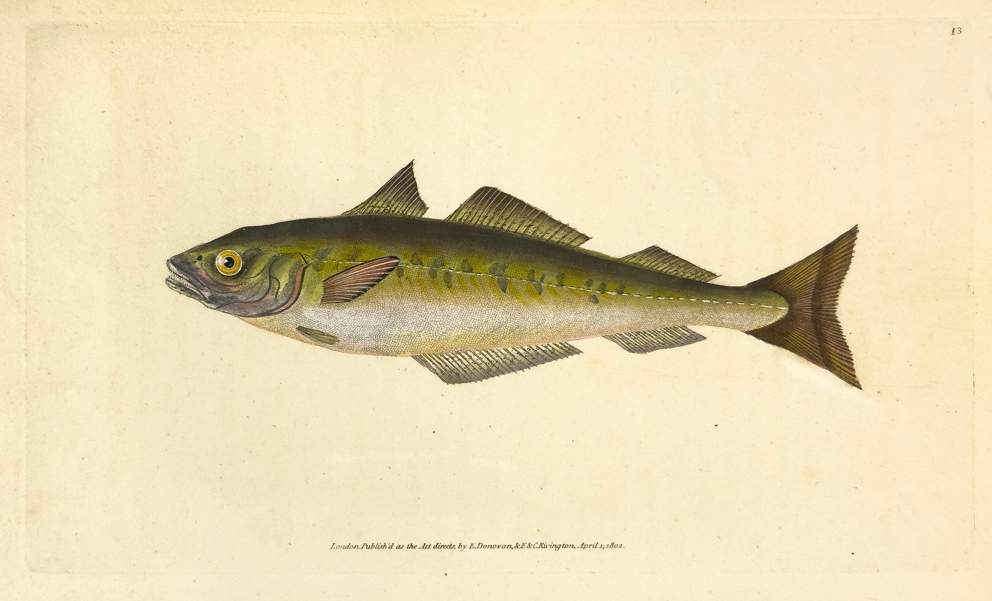 Print Edward Donovan - 13 : Gadus carbonarius, poisson de charbon