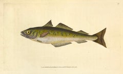 13: Gadus carbonarius, Coal Fish