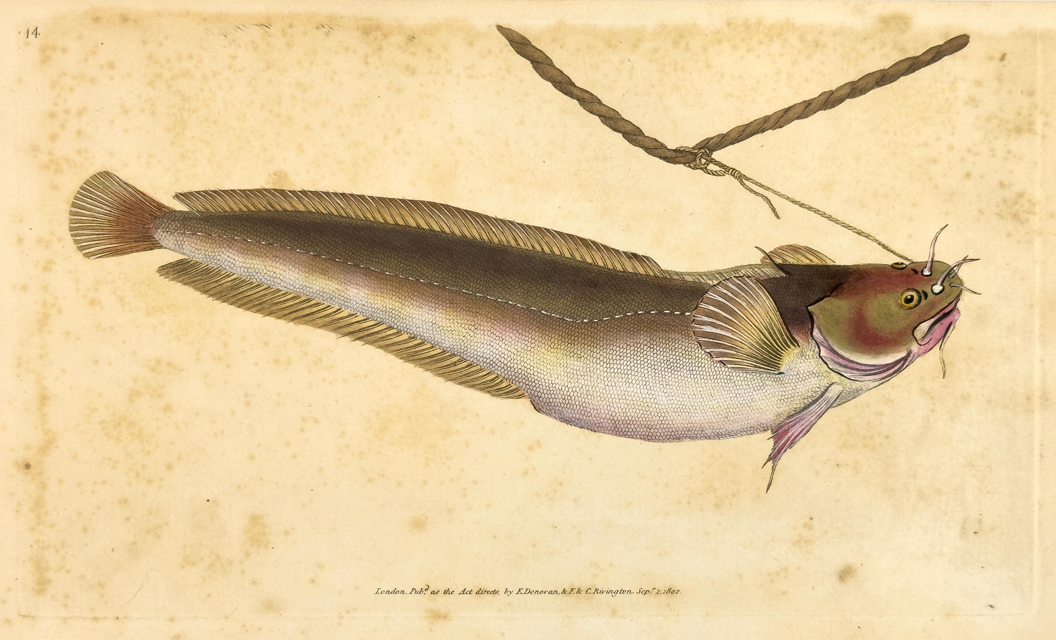 Edward Donovan Print - 14: Gadus mustela, Five Bearded Cod Fish