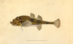 16: Cottus cataphractus, Pogge or Armed Bull-Head