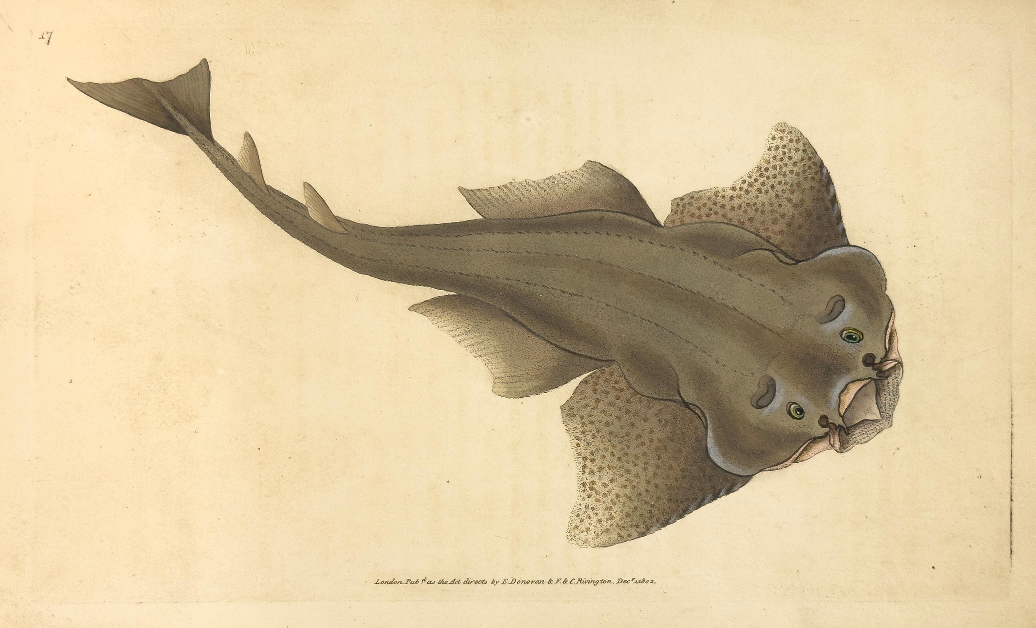 Edward Donovan Animal Print - 17: Squalus squatina, Angel Shark