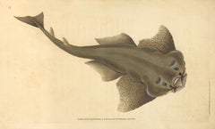 17 : Squalus squatina, requin ange