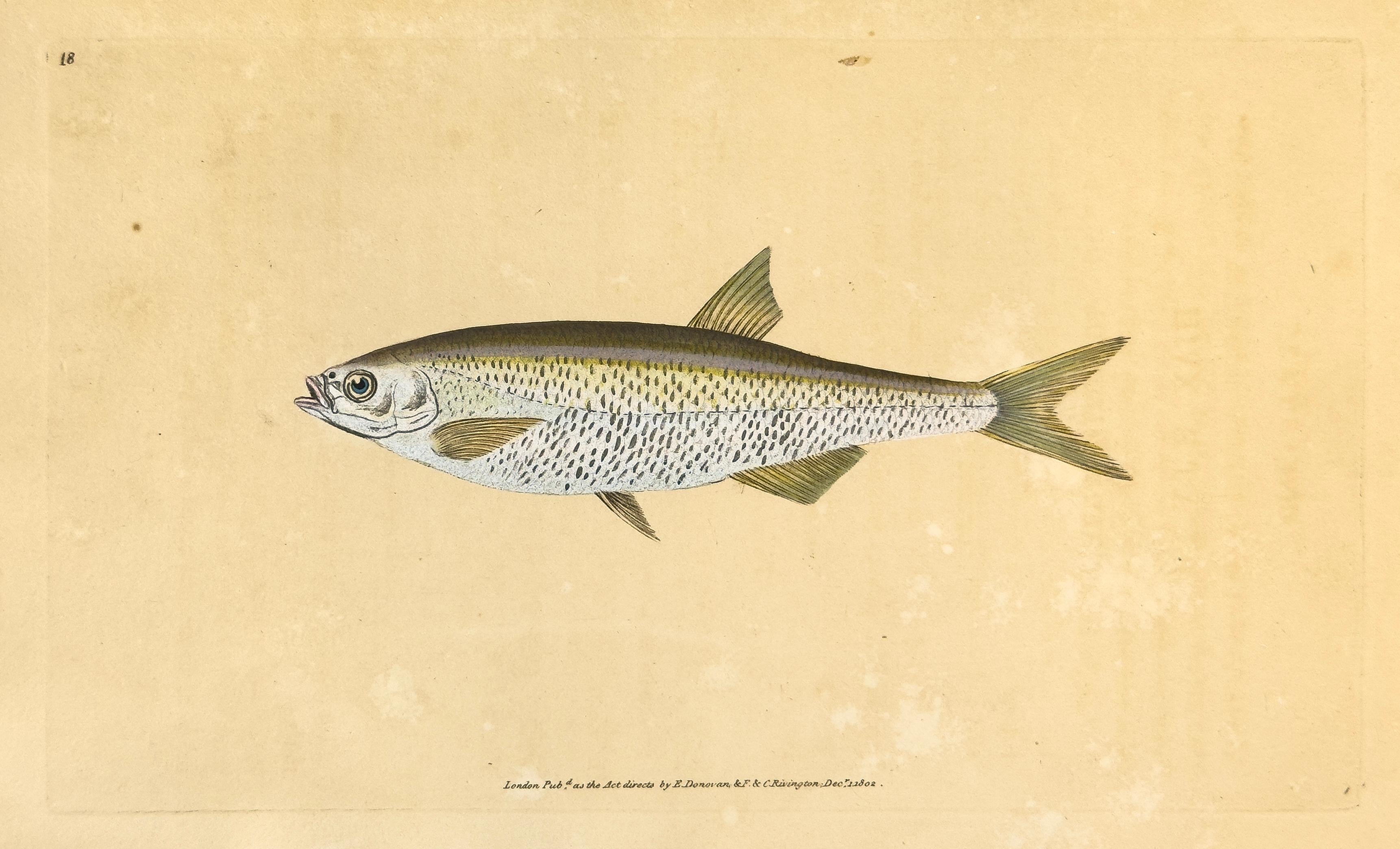 Animal Print Edward Donovan - 18. Cyprinus auburnus, blanc