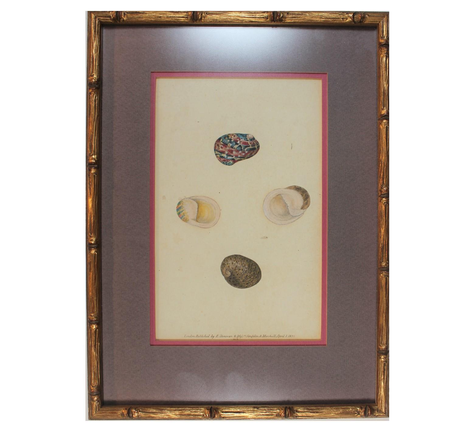 19th Century Engraving of Hand Painted Shells - Print by Edward Donovan