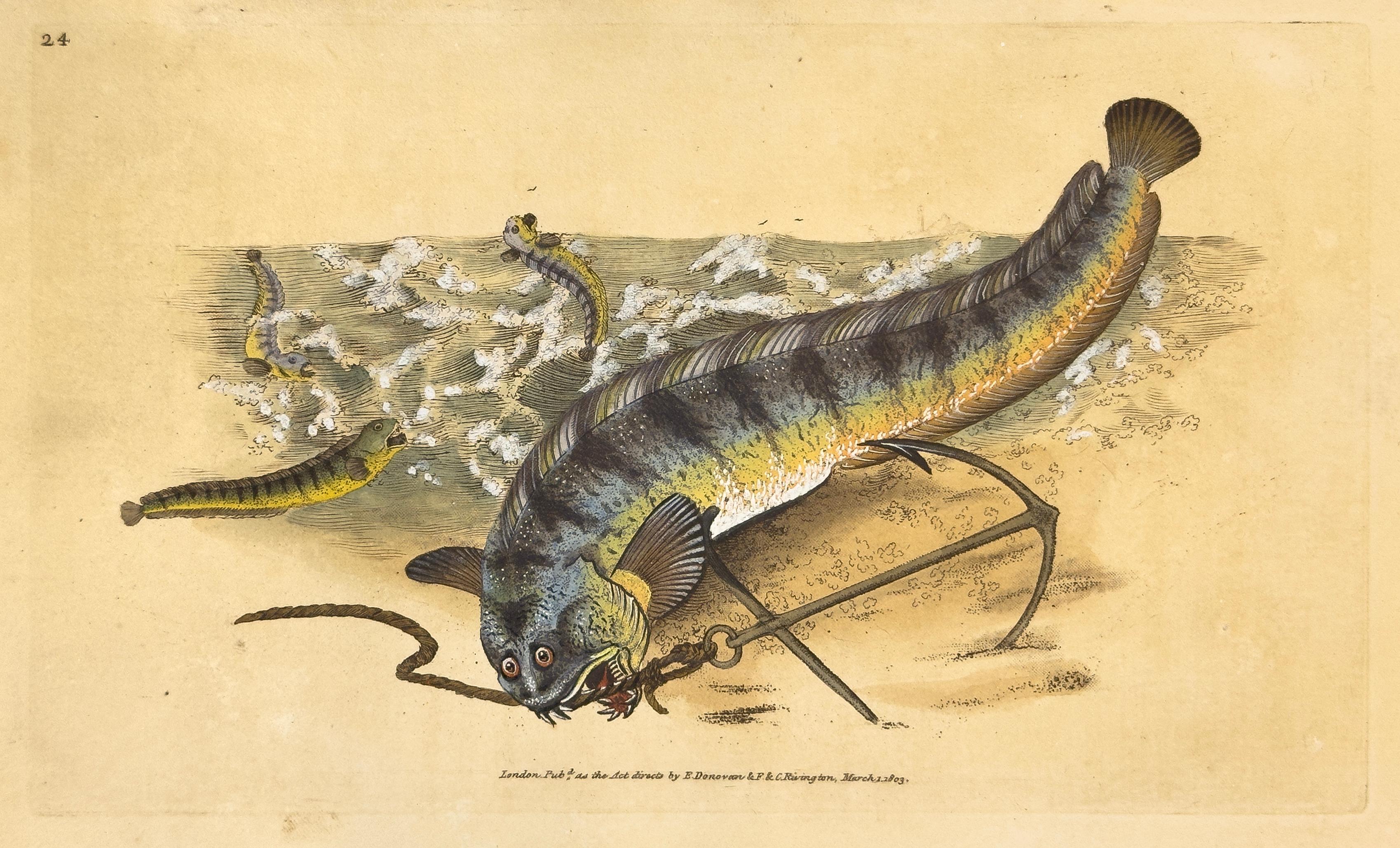 Edward Donovan Animal Print - 24: Anarhichas lupus, Striped Sea Wolf