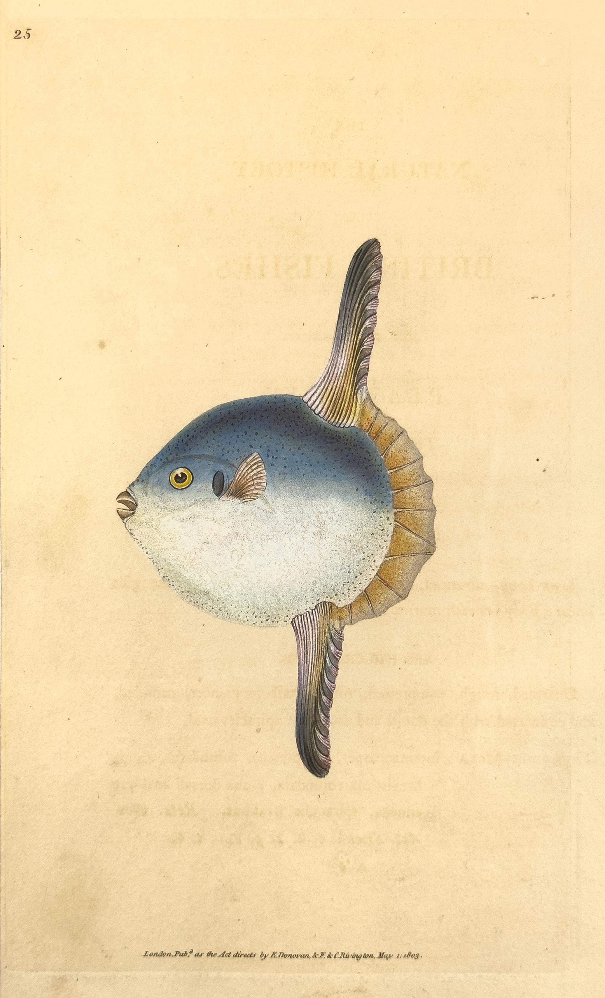 Animal Print Edward Donovan - 25 : Tetrodon mola, poisson soleil
